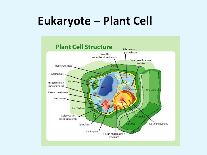 Eukaryote – Plant Cell 