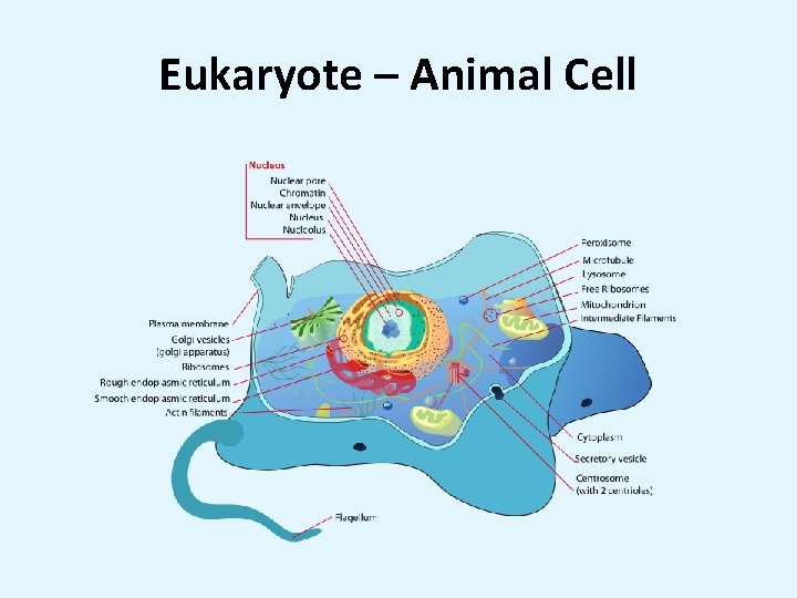 Eukaryote – Animal Cell 