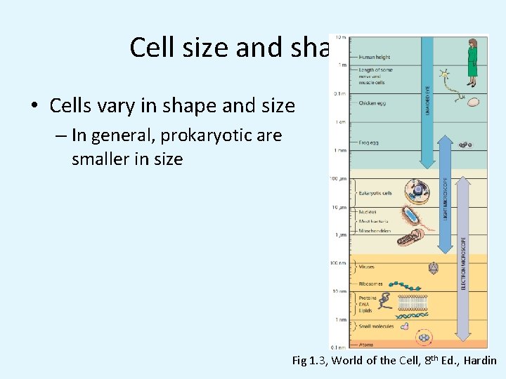 Cell size and shapes • Cells vary in shape and size – In general,