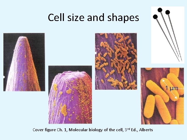 Cell size and shapes Cover figure Ch. 1, Molecular biology of the cell, 3