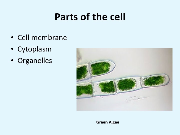Parts of the cell • Cell membrane • Cytoplasm • Organelles Green Algae 