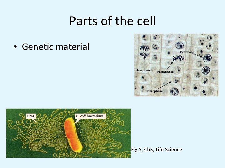 Parts of the cell • Genetic material Fig 5, Ch 3, Life Science 