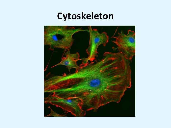 Cytoskeleton 