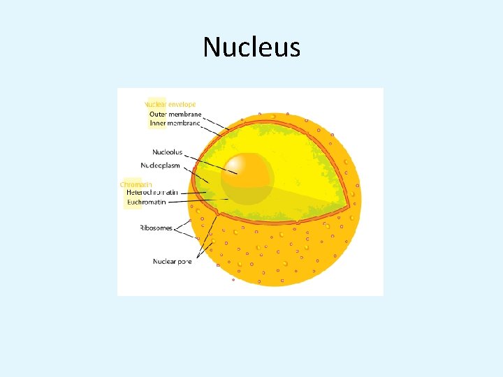 Nucleus 