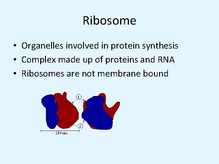Ribosome • Organelles involved in protein synthesis • Complex made up of proteins and