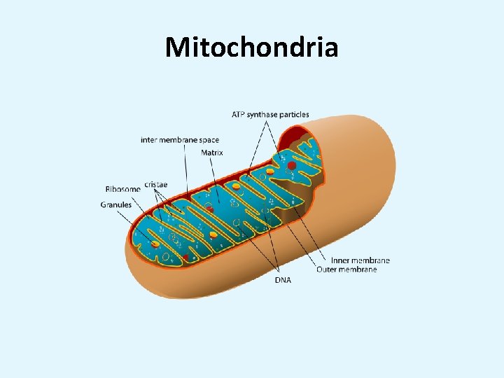 Mitochondria 