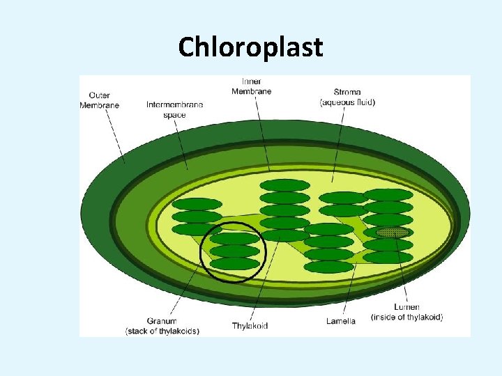 Chloroplast 