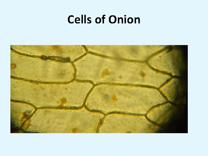 Cells of Onion 