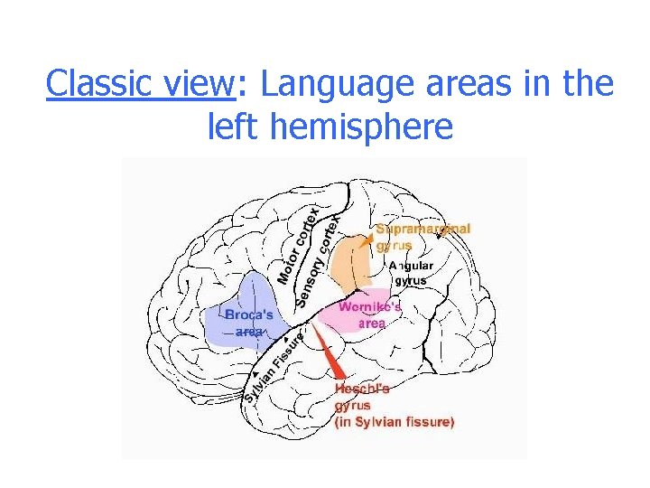 Classic view: Language areas in the left hemisphere Classic view: Language areas in the left hemisphere