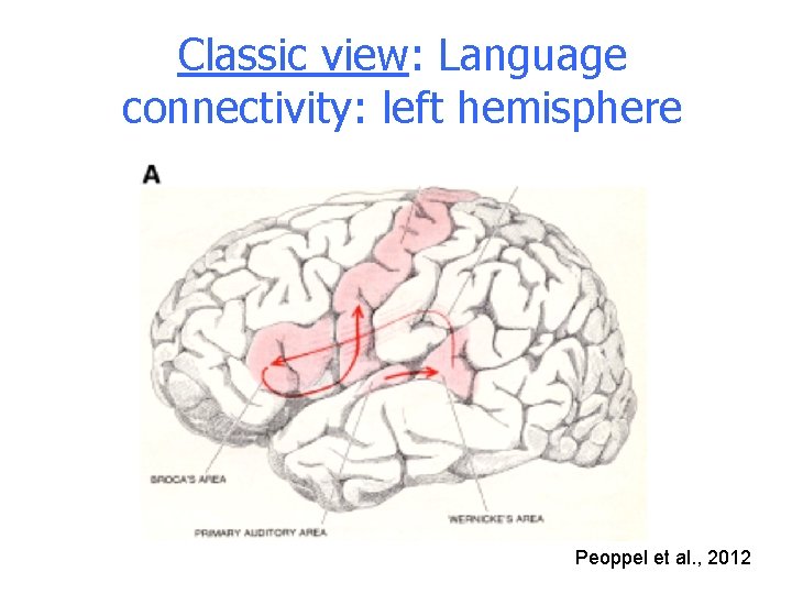 Classic view: Language connectivity: left hemisphere Peoppel et al. , 2012 Classic view: Language connectivity: left hemisphere Peoppel et al. , 2012