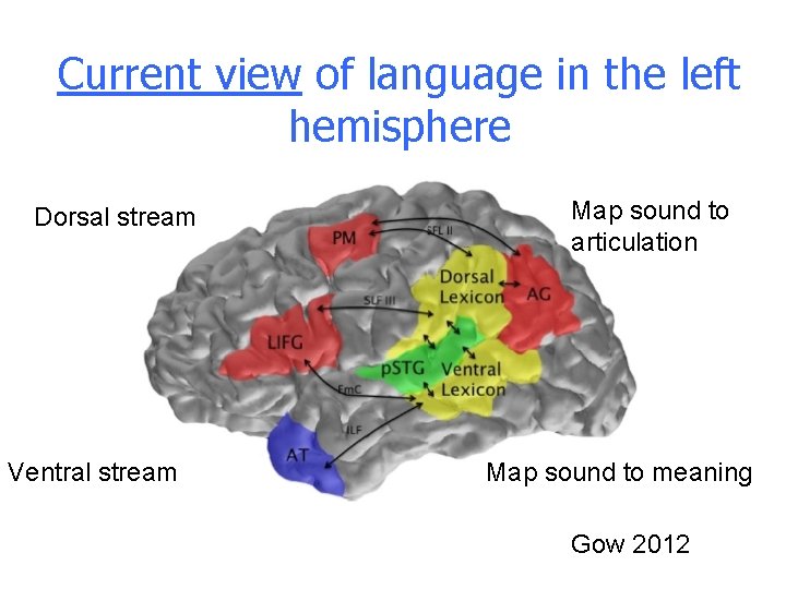 Current view of language in the left hemisphere Dorsal stream Ventral stream Map sound Current view of language in the left hemisphere Dorsal stream Ventral stream Map sound