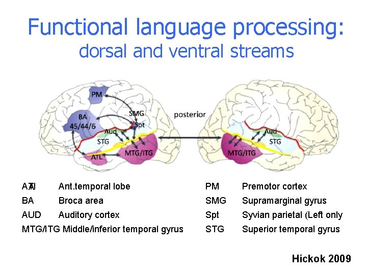 Functional language processing: dorsal and ventral streams ATI A BA Ant. temporal lobe PM Functional language processing: dorsal and ventral streams ATI A BA Ant. temporal lobe PM