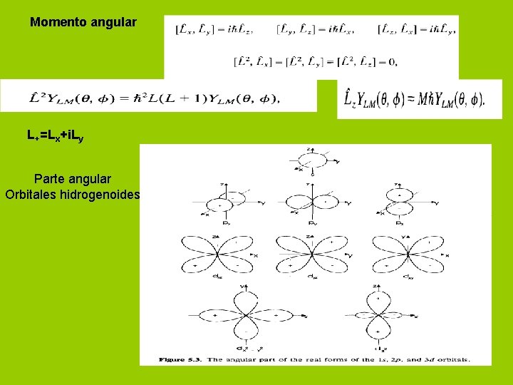 Momento angular L+=Lx+i. Ly Parte angular Orbitales hidrogenoides 