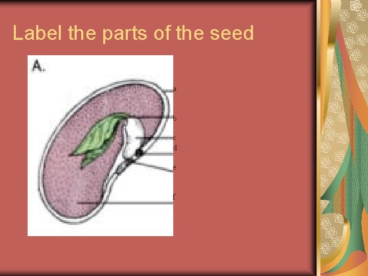 Label the parts of the seed a b c d e f 