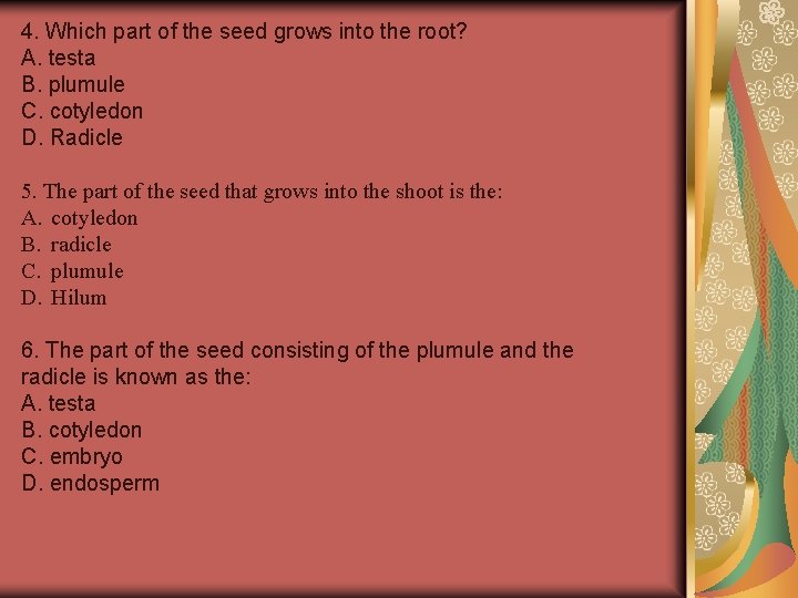 4. Which part of the seed grows into the root? A. testa B. plumule