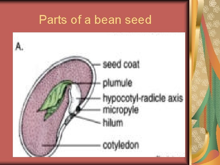 Parts of a bean seed 