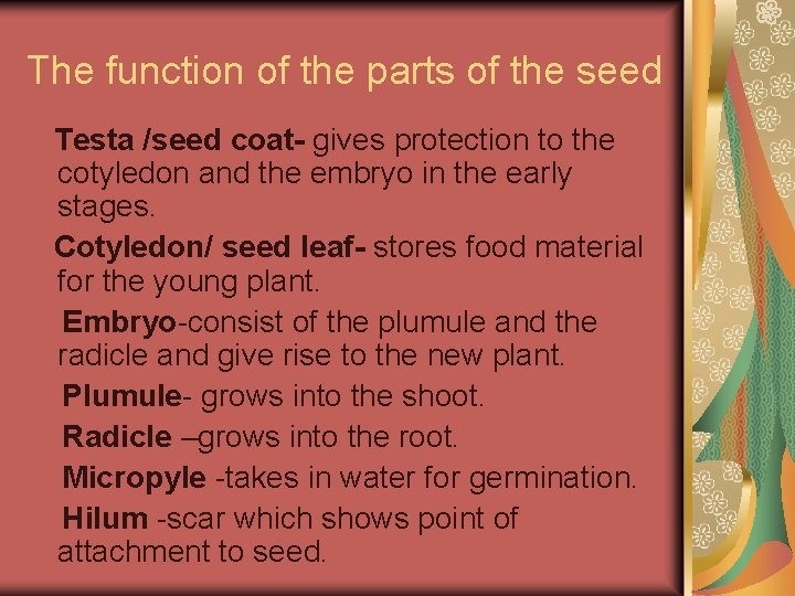 The function of the parts of the seed Testa /seed coat- gives protection to