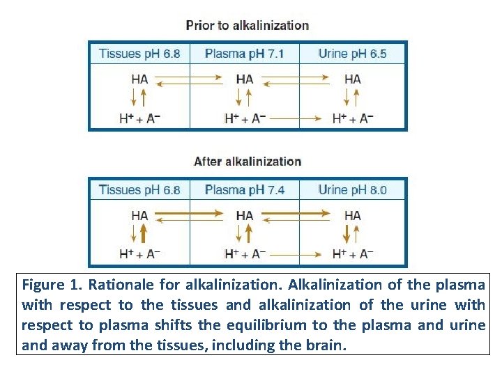 Figure 1. Rationale for alkalinization. Alkalinization of the plasma with respect to the tissues