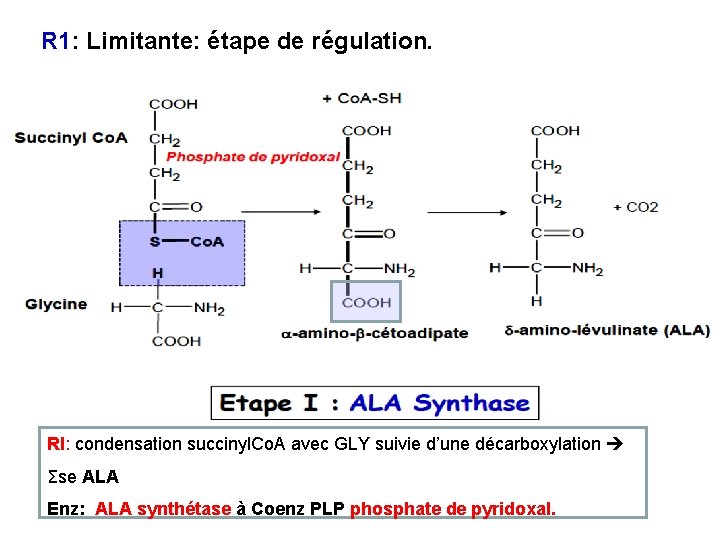 R 1: Limitante: étape de régulation. RI: condensation succinyl. Co. A avec GLY suivie