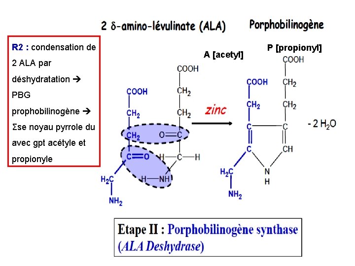 R 2 : condensation de 2 ALA par déshydratation PBG prophobilinogène Σse noyau pyrrole