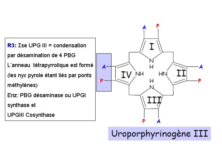 R 3: Σse UPG III = condensation par désamination de 4 PBG L’anneau tétrapyrrolique