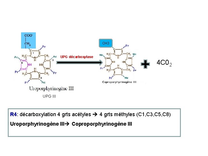 CH 3 1 UPG décarboxylase 3 8 4 C 02 5 UPG III R
