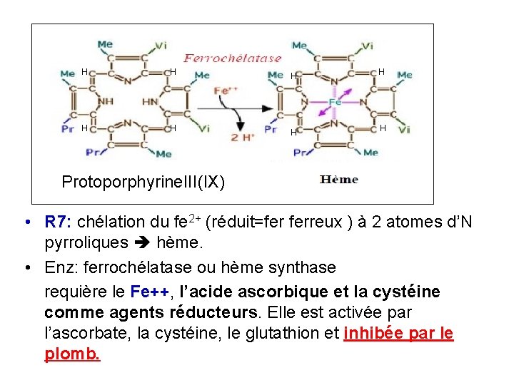 H H H H Protoporphyrine. III(IX) • R 7: chélation du fe 2+ (réduit=fer
