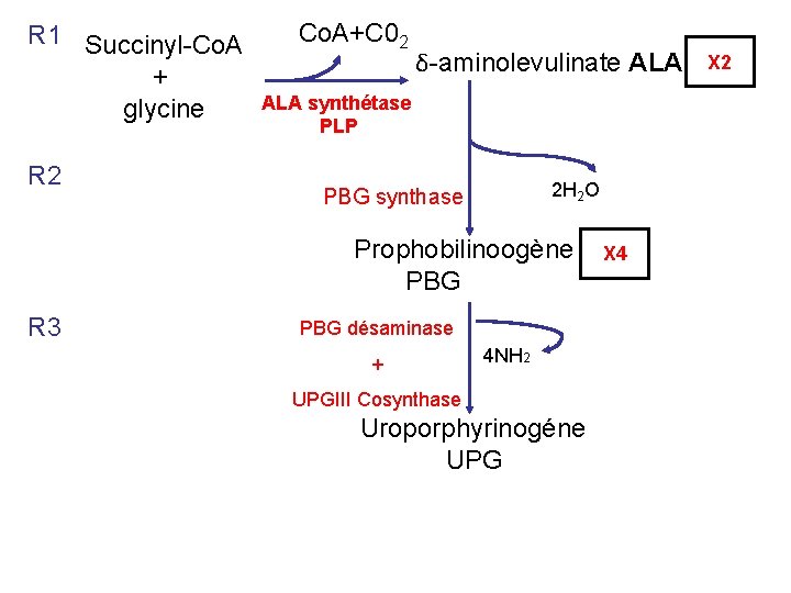 R 1 Succinyl-Co. A + glycine R 2 Co. A+C 02 δ-aminolevulinate ALA synthétase