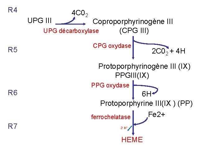 R 4 UPG III 4 C 02 Coproporphyrinogène III UPG décarboxylase (CPG III) R