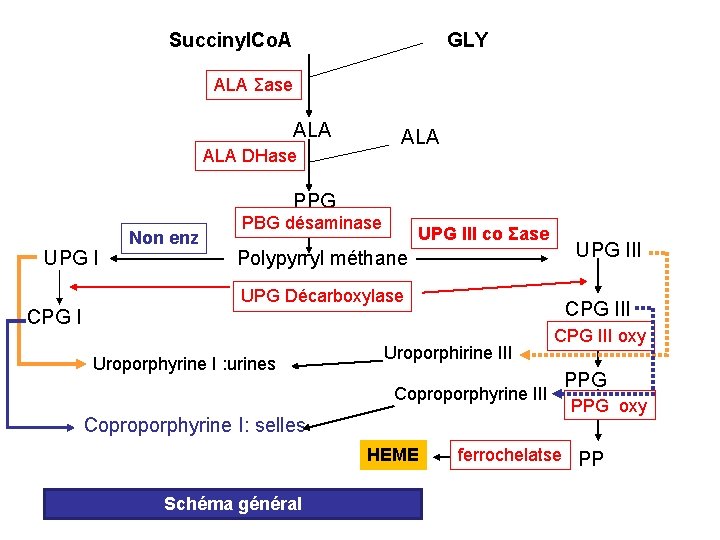 Succinyl. Co. A GLY ALA Σase ALA ALA DHase PPG UPG I CPG I