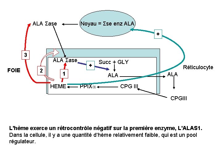 Noyau = Σse enz ALA Σase + 3 FOIE ALA Σase 2 + 1