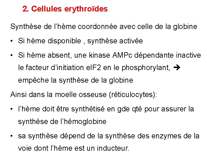 2. Cellules erythroïdes Synthèse de l’hème coordonnée avec celle de la globine • Si