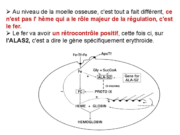 Ø Au niveau de la moelle osseuse, c'est tout a fait différent, ce n'est