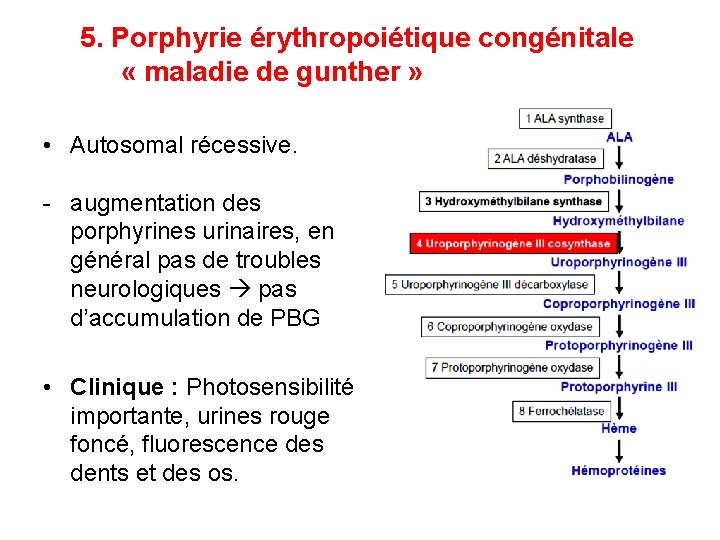 5. Porphyrie érythropoiétique congénitale « maladie de gunther » • Autosomal récessive. - augmentation