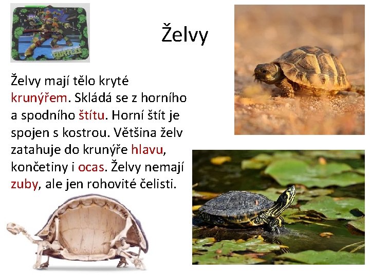 Želvy mají tělo kryté krunýřem. Skládá se z horního a spodního štítu. Horní štít