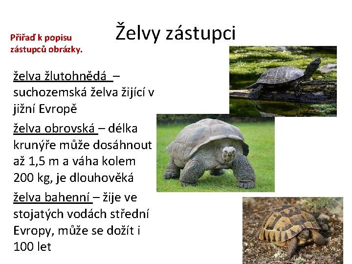 Přiřaď k popisu zástupců obrázky. Želvy zástupci želva žlutohnědá – suchozemská želva žijící v