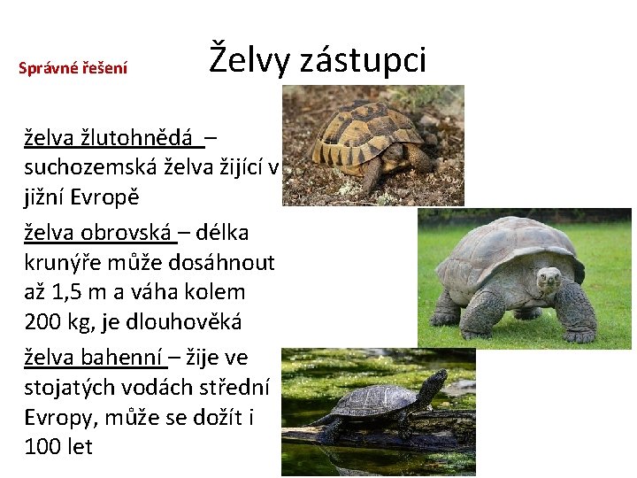 Správné řešení Želvy zástupci želva žlutohnědá – suchozemská želva žijící v jižní Evropě želva