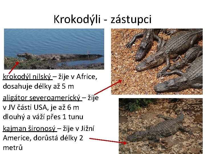 Krokodýli - zástupci krokodýl nilský – žije v Africe, dosahuje délky až 5 m