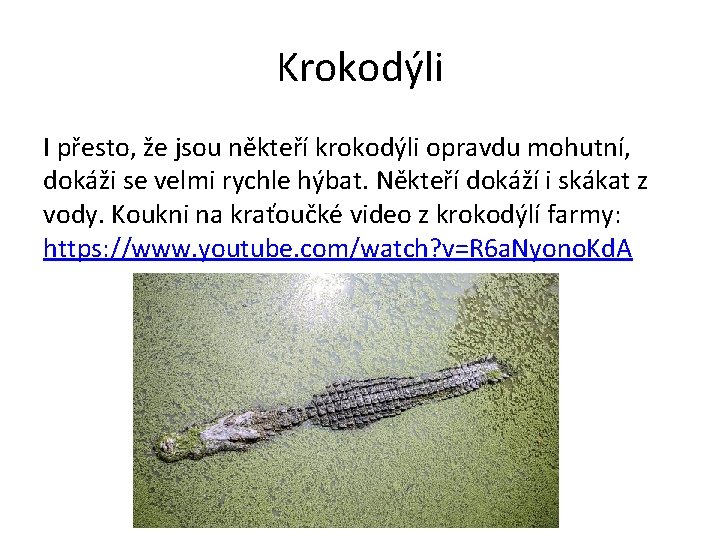 Krokodýli I přesto, že jsou někteří krokodýli opravdu mohutní, dokáži se velmi rychle hýbat.