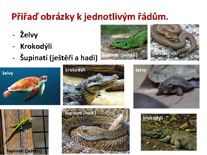 Přiřaď obrázky k jednotlivým řádům. - Želvy - Krokodýli - Šupinatí (ještěři a hadi)