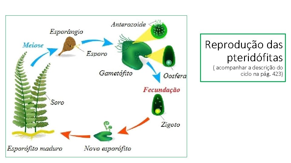 Reprodução das pteridófitas ( acompanhar a descrição do ciclo na pág. 423) 