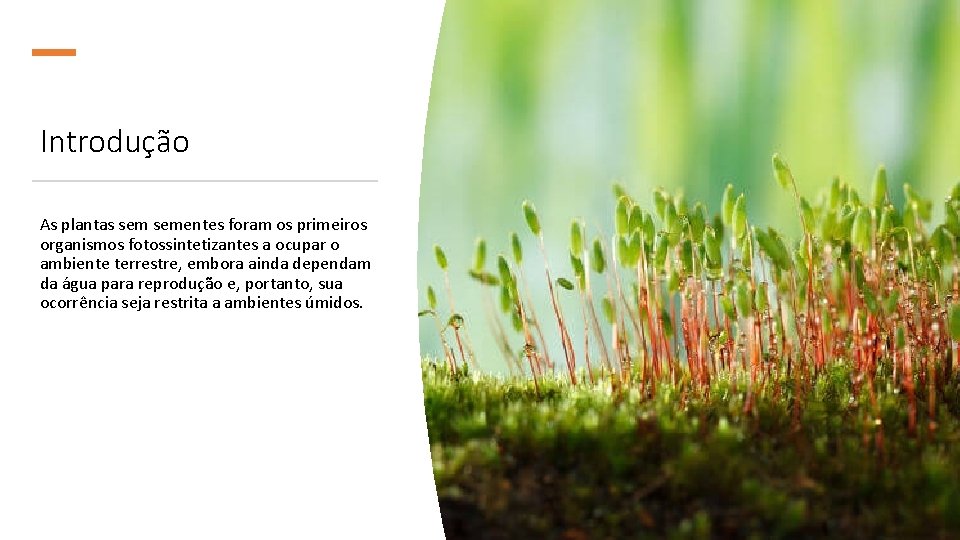 Introdução As plantas sementes foram os primeiros organismos fotossintetizantes a ocupar o ambiente terrestre,