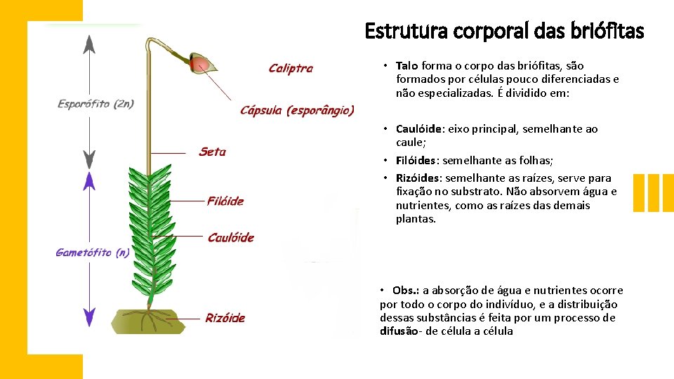 Estrutura corporal das briófitas • Talo forma o corpo das briófitas, são formados por