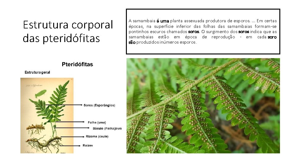 Estrutura corporal das pteridófitas A samambaia é uma planta assexuada produtora de esporos. .