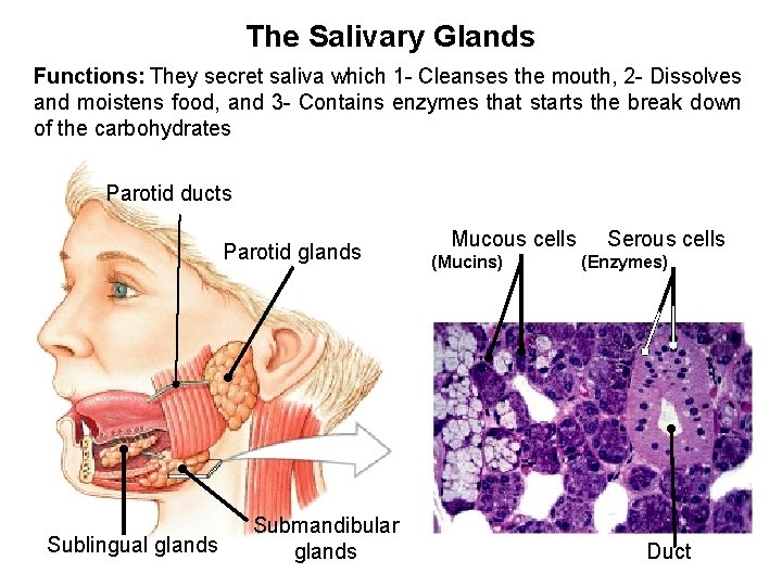 The Salivary Glands Functions: They secret saliva which 1 - Cleanses the mouth, 2