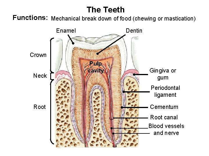 The Teeth Functions: Mechanical break down of food (chewing or mastication) Enamel Dentin Crown