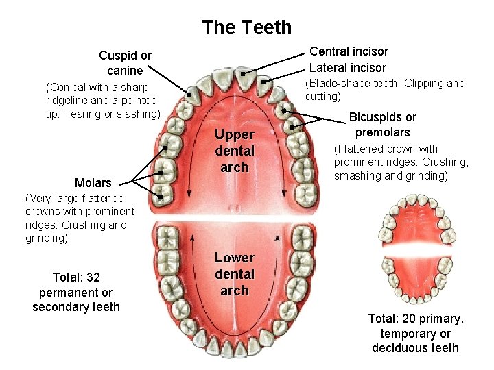 The Teeth Central incisor Lateral incisor Cuspid or canine (Blade-shape teeth: Clipping and cutting)