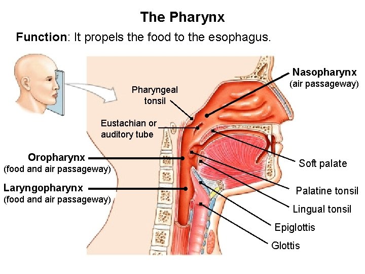 The Pharynx Function: It propels the food to the esophagus. Nasopharynx Pharyngeal tonsil (air