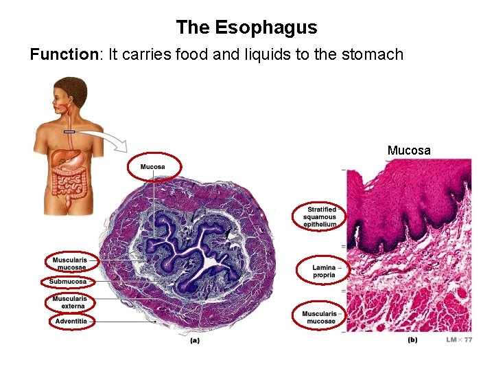The Esophagus Function: It carries food and liquids to the stomach Mucosa 