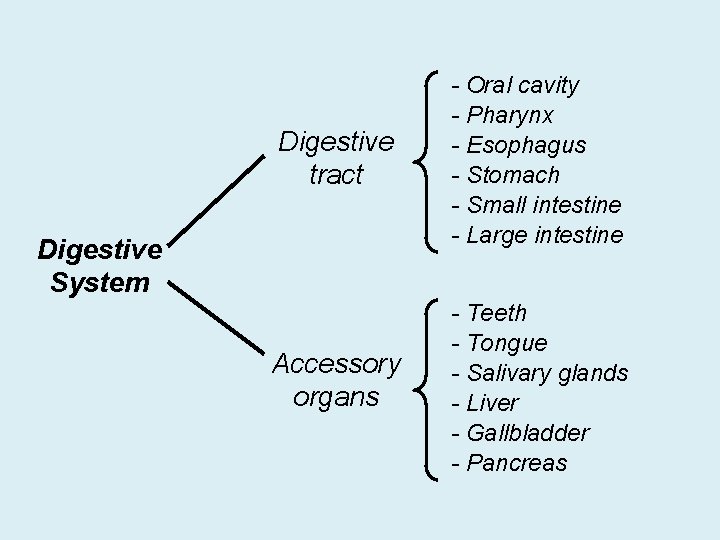 Digestive tract - Oral cavity - Pharynx - Esophagus - Stomach - Small intestine